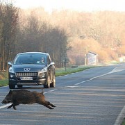 Cinghiale su strada - Incidenti fauna selvatica - Life Strade